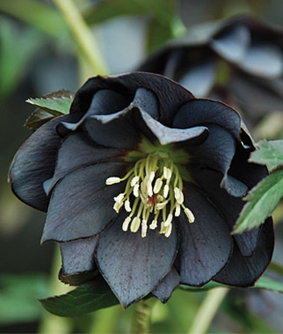 Hellebore, Onyx Odyssey